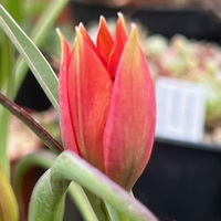 Tulipa 'Little Princess'